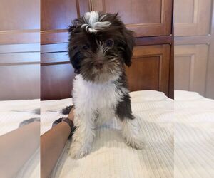 Havamalt Puppy for sale in BELL GARDENS, CA, USA