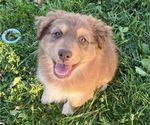 Puppy Justice Australian Shepherd