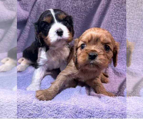Medium Photo #1 Cavalier King Charles Spaniel Puppy For Sale in VINE GROVE, KY, USA