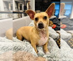 Small Photo #5 Chihuahua Puppy For Sale in Dana Point, CA, USA
