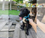 Small #1 Great Dane