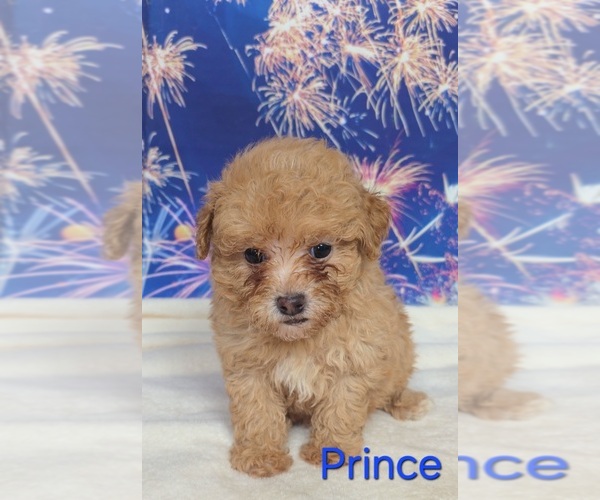 Medium Photo #4 Poodle (Toy) Puppy For Sale in AZLE, TX, USA