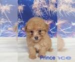 Small #3 Poodle (Toy)