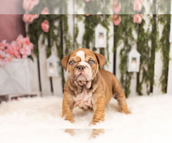 Medium Photo #7 English Bulldog Puppy For Sale in WARSAW, IN, USA
