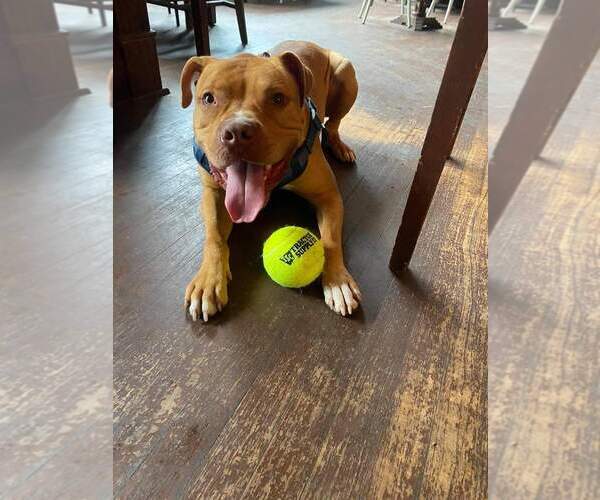 Medium Photo #13 American Pit Bull Terrier-Unknown Mix Puppy For Sale in Lockport, NY, USA