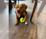 Small #12 American Pit Bull Terrier Mix