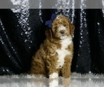 Small Photo #10 Goldendoodle (Miniature) Puppy For Sale in WARSAW, IN, USA