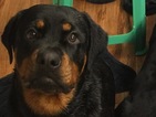 Small Photo #1 Rottweiler Puppy For Sale in GARLAND, TX, USA