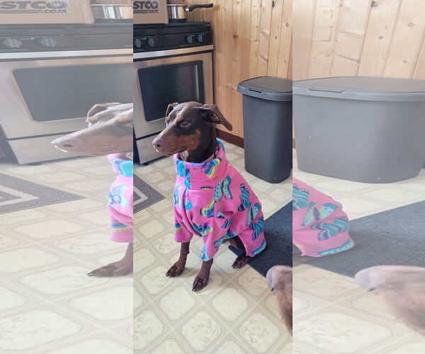 Medium Photo #8 Doberman Pinscher Puppy For Sale in Minneaoplis, MN, USA