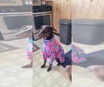 Small #7 Doberman Pinscher