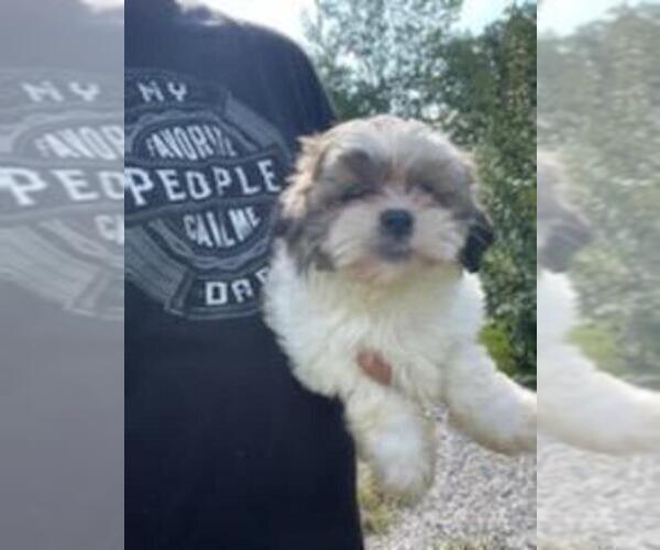 Medium Photo #5 Zuchon Puppy For Sale in SPENCER, TN, USA