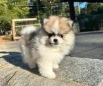 Puppy Milo Pomeranian