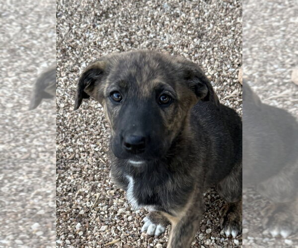Medium Photo #2 Great Pyrenees-Holland Shepherd Mix Puppy For Sale in Bolivar, MO, USA
