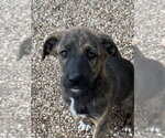 Small #1 Great Pyrenees-Holland Shepherd Mix