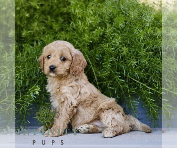 Medium Photo #3 Cavapoo Puppy For Sale in PARADISE, PA, USA