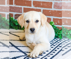 Labrador Retriever Puppy for Sale in SYRACUSE, Indiana USA