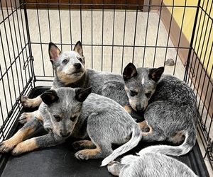Australian Cattle Dog Puppy for sale in SPARTA, NC, USA