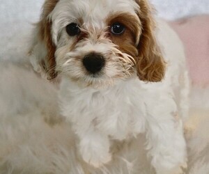 Cavapoo Puppy for sale in STUART, FL, USA