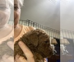 Small Photo #6 Poodle (Standard) Puppy For Sale in BARTLETT, TX, USA