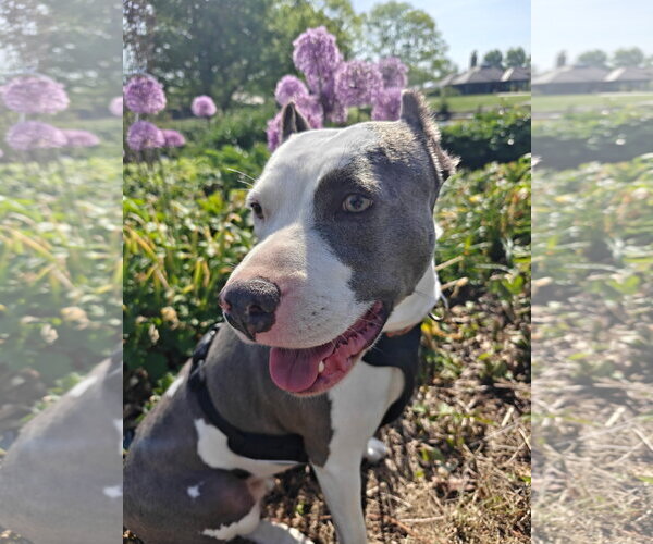 Medium Photo #9 American Pit Bull Terrier-Unknown Mix Puppy For Sale in Germantown, OH, USA