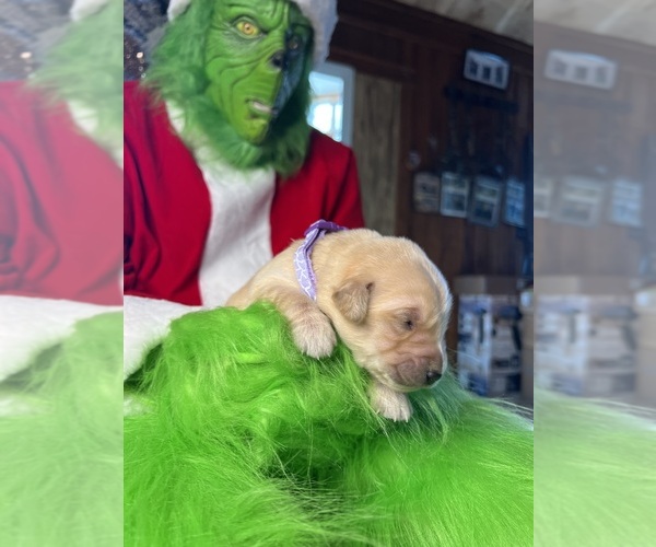 Medium Photo #12 Golden Retriever Puppy For Sale in NEOLA, WV, USA