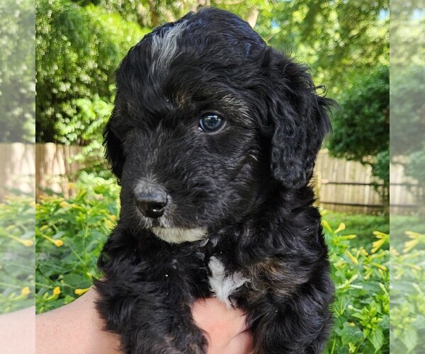Medium Photo #10 F2 Aussiedoodle Puppy For Sale in COLUMBIA, TN, USA