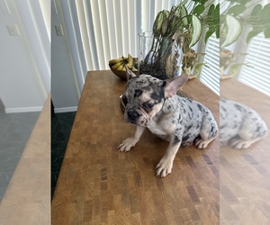 French Bulldog Puppy for sale in APOPKA, FL, USA