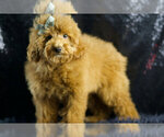 Small #3 Maltipoo