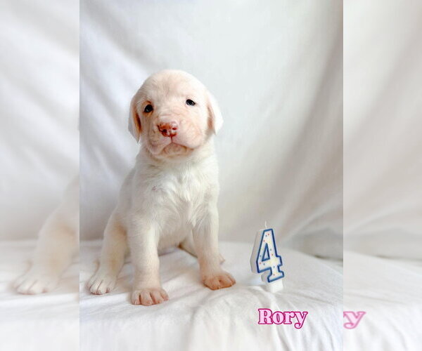 Medium Photo #2 Mastiff Puppy For Sale in Bullard, TX, USA