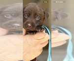 Puppy Puppy 8 Labrador Retriever