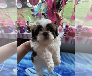 Shih Tzu Puppy for sale in PRINCETON, IN, USA