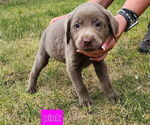 Small Photo #10 Labrador Retriever Puppy For Sale in HAGERMAN, ID, USA
