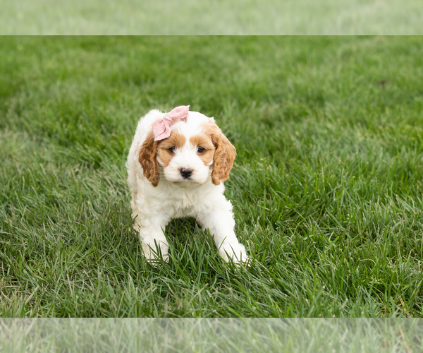 Medium Photo #1 Cockapoo (Miniature) Puppy For Sale in NAPPANEE, IN, USA