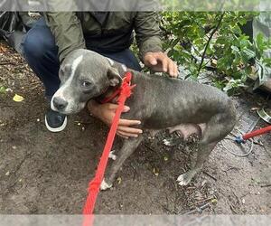 American Pit Bull Terrier Dogs for adoption in Houston, TX, USA