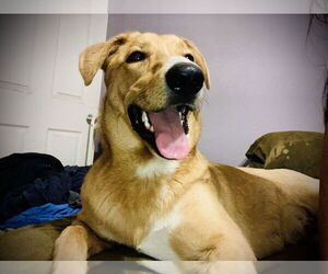 Medium Carolina Dog-Labrador Retriever Mix