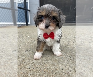 Cavapoo (Miniature) Puppy for sale in RANDOLPH, MA, USA