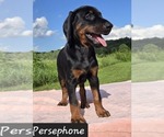 Small Photo #9 Doberman Pinscher Puppy For Sale in POMEROY, OH, USA