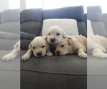Litter of 8 - Male(s) and Female(s) Golden RetrieverLitter of Puppies for Sale - Photo #6