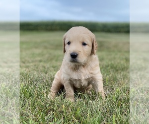 Golden Retriever Puppy for sale in NILES, MI, USA