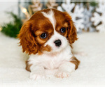 Puppy 2 Cavalier King Charles Spaniel