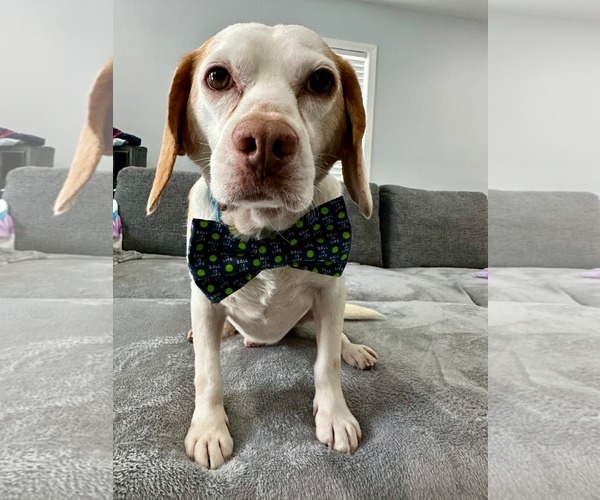 Medium Photo #8 Beagle Puppy For Sale in Dunnellon, FL, USA