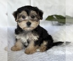 Small #9 Morkie