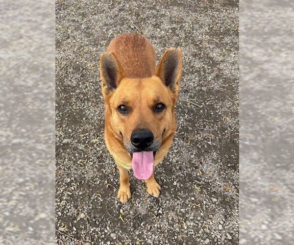 Medium Photo #8 Mutt Puppy For Sale in Elmsford, NY, USA