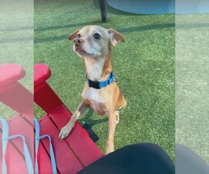 Chihuahua-Unknown Mix Dogs for adoption in Woodbury, NY, USA