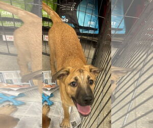 Mutt Dogs for adoption in Royal Palm Beach, FL, USA