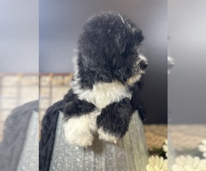 Miniature Bernedoodle Puppy for sale in HERNANDO, FL, USA