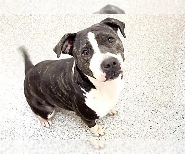 Medium Photo #2 American Pit Bull Terrier Puppy For Sale in Houston, TX, USA