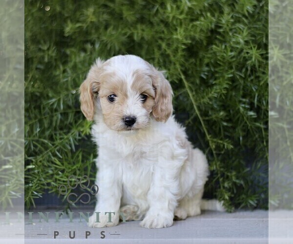 Medium Photo #1 Cavapoo (Miniature) Puppy For Sale in PARADISE, PA, USA