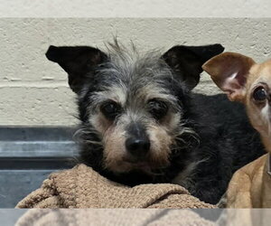 Mutt Dogs for adoption in Martinez, CA, USA