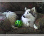 Small #4 Huskimo